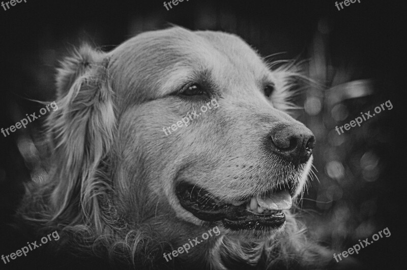 Retriever Golden Sepia Free Photos