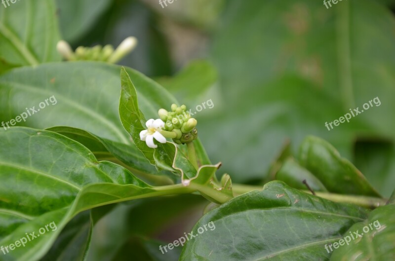 Leaf Beautiful The Leaves Flower The Garden