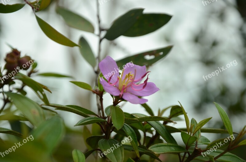 Flower Blooming Page The Garden Season