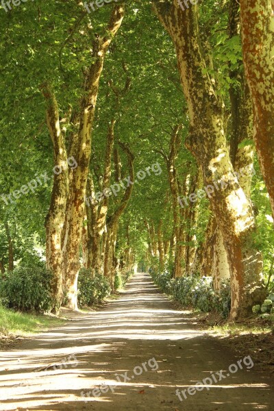 Road Maple Shadows Plantains Rural