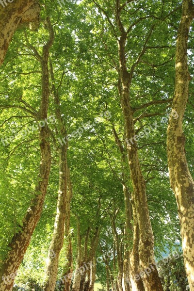 Plantains Green Flying Landscape Free Photos