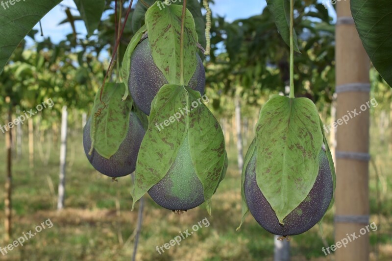 Colombia Fruit Passiflora Free Photos