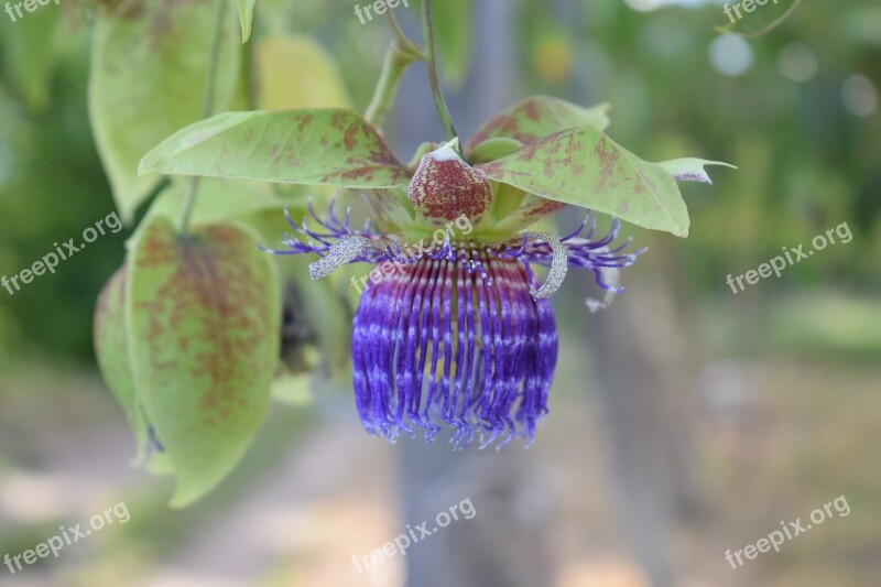 Colombia Flower Passiflora Free Photos