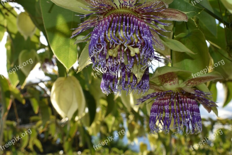 Colombia Flowers Passiflora Free Photos