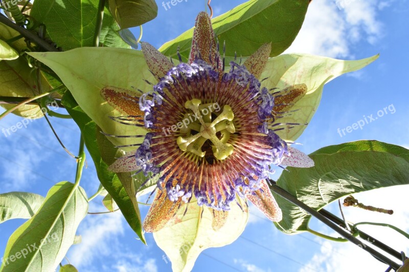 Colombia Flower Tropical Fruits Passiflora Free Photos