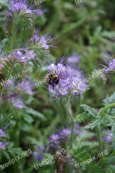 Bees Bee Green Manure Flowers Summer Meadow