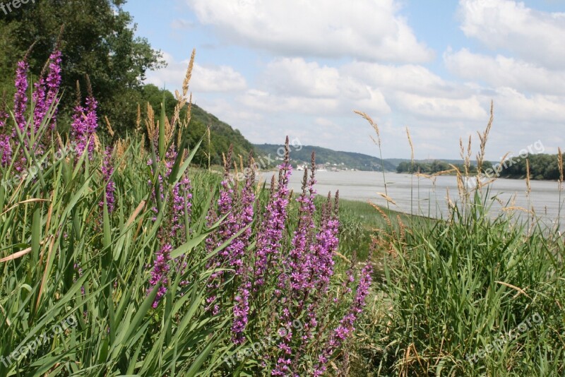 Lavender Flowers Purple River Its