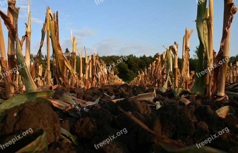 Arable Stubble Ground Cornfield Corn