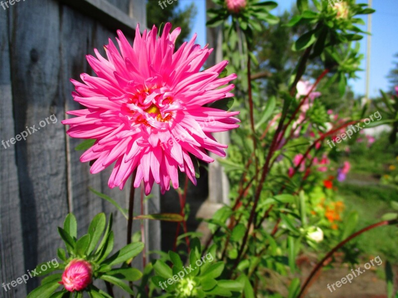 Astra Flower Pink Petals Bright