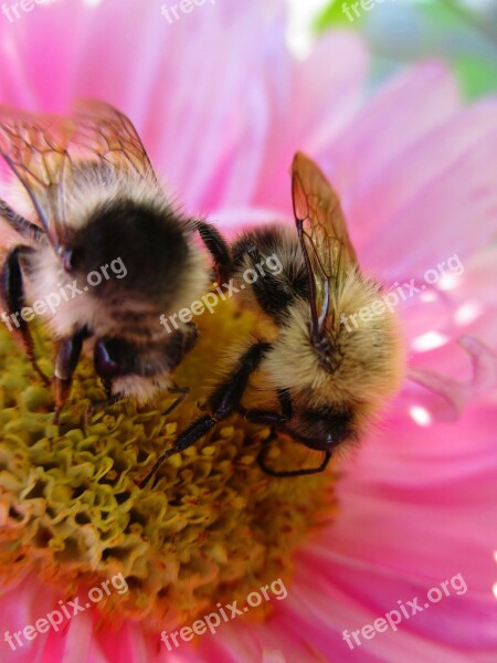 Bumblebee Astra Flower Pink Bumblebees