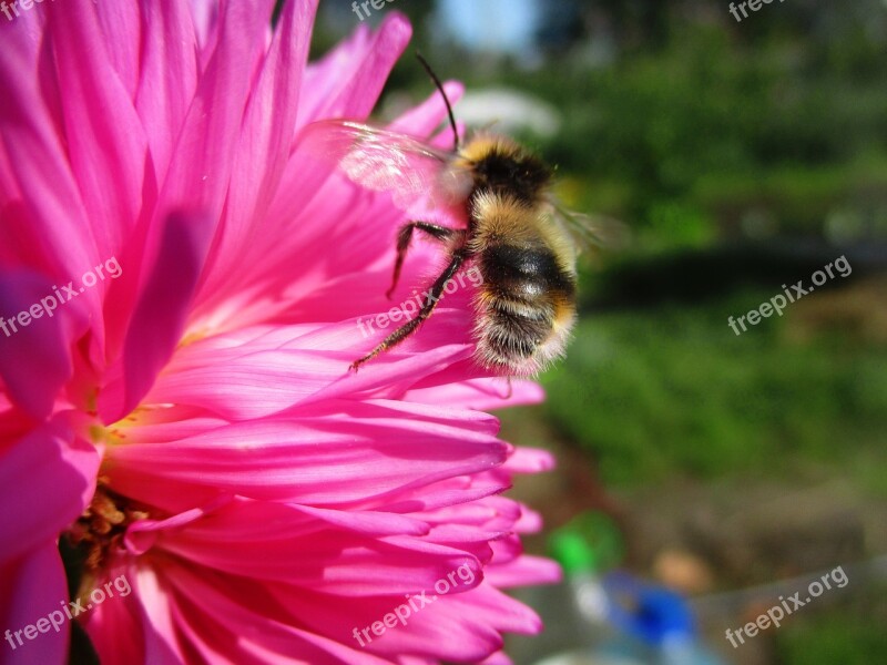 Bumblebee Astra Flower Pink Bumblebees