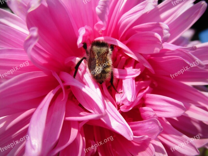 Bumblebee Astra Flower Pink Bumblebees