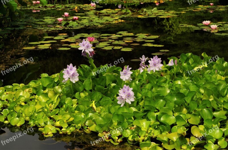 Flowers Water Lilies Pond Free Photos