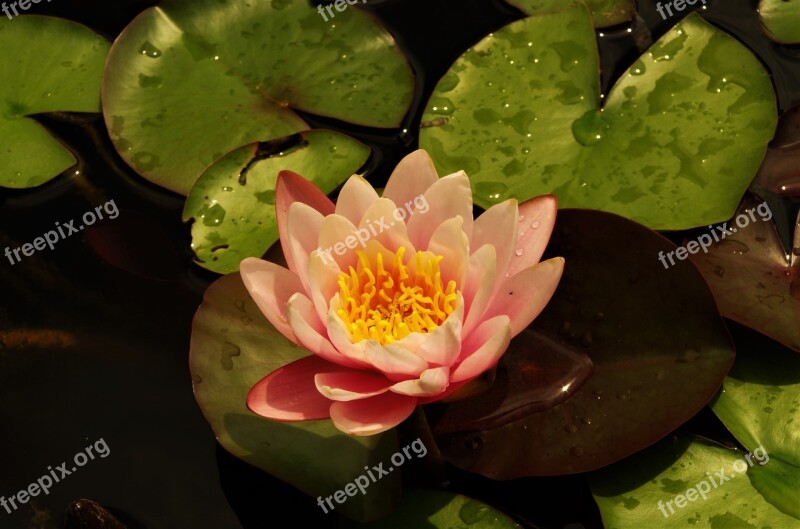 Flower Water Lilies Rosa Free Photos