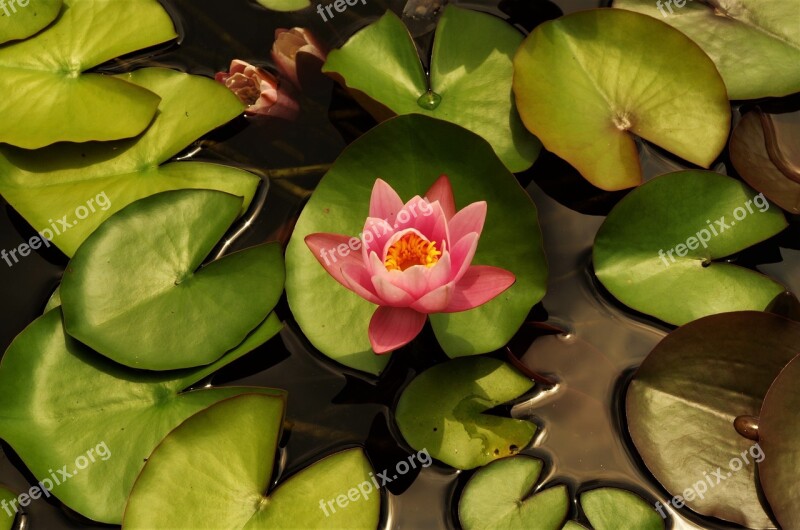 Flower Water Lilies Rosa Free Photos