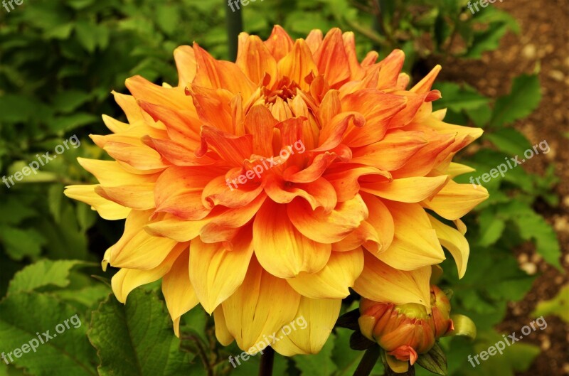 Flower Flower Mottled Dalia Yellow Orange