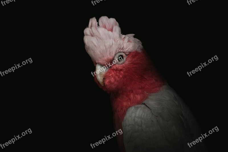 Cockatoo Cockatoo Pink Portrait Pink Bird