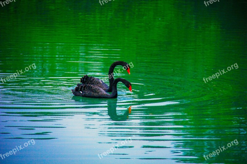 Electronic Hkust Black Swan Splash Water Free Photos