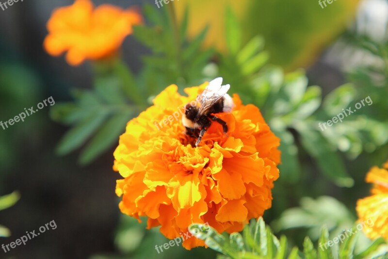 Rose Of India Yellow Flower Insect Bourdon Foraging