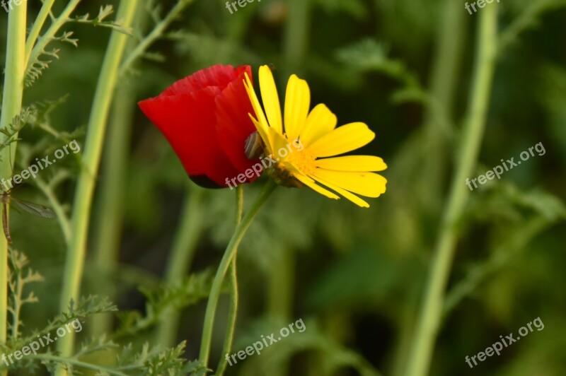 Red Yellow Coop Free Photos