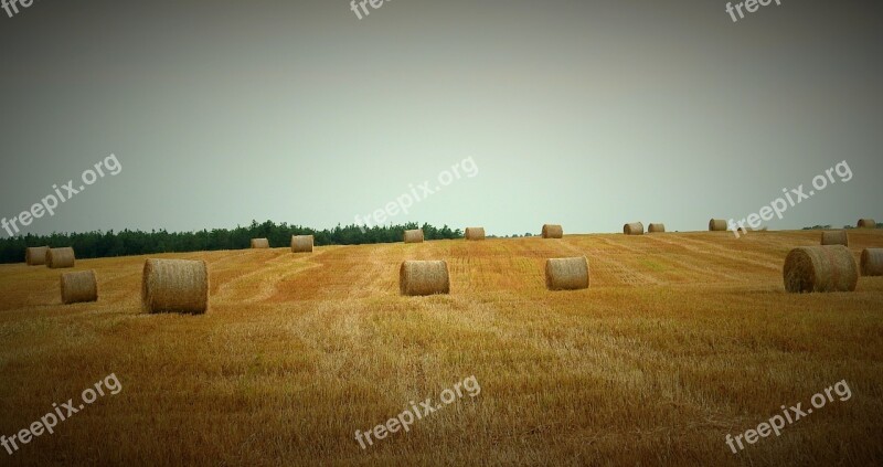 Harvest Straw Bales Field Landscape Summer