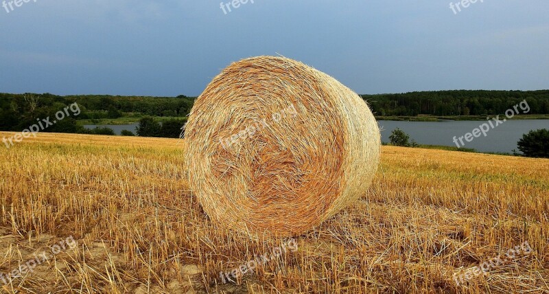 Harvest Straw Field Stubble Free Photos