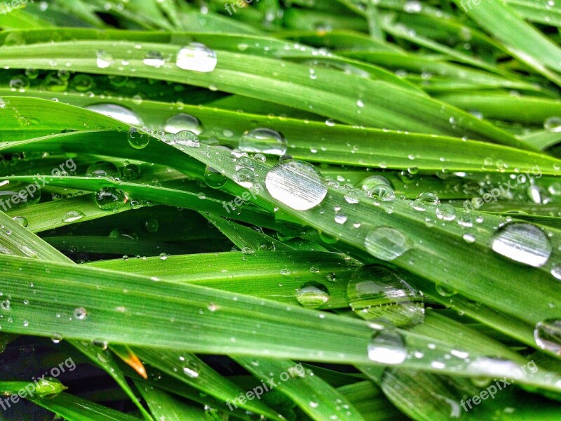 Green Nature Forest Landscape Leaves