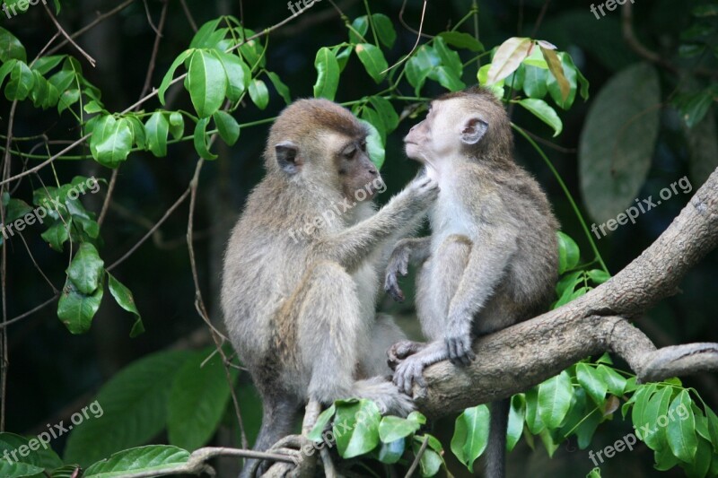 Family Groom Care Hands Love