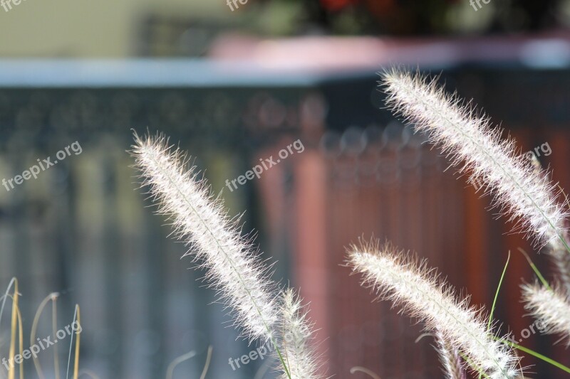 Grass Dry Grass Plant Nature Meadow