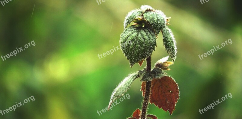 Garden Plant Nature Flowering Outbreak