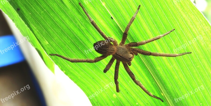 Insect Spider Macro Arachnid Hunter