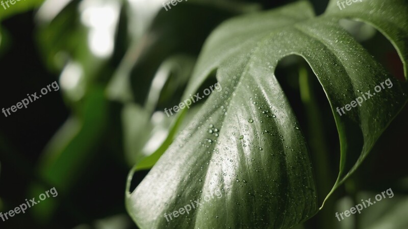 Leaf Plant Holes Perforated Tropical