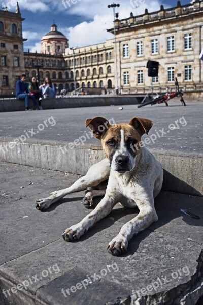 Bogotá Dog Colombia Animal Can