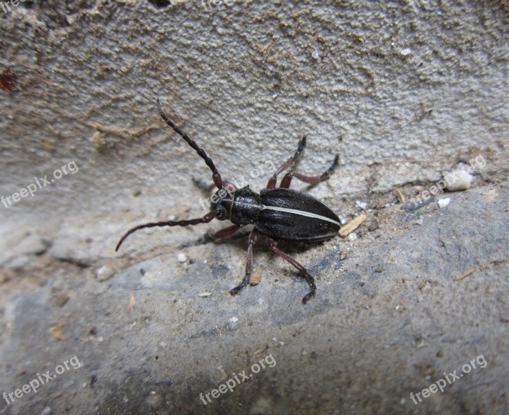 Beetle Insect Bug Longhorn Pedestredorcadion