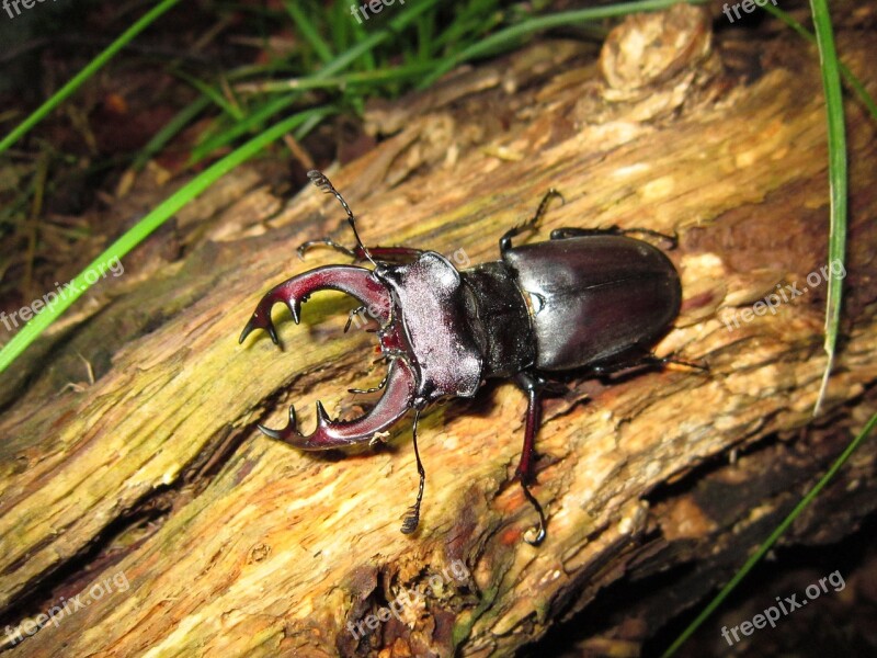 Bug Insect Lucanus Cervus Male Beetle