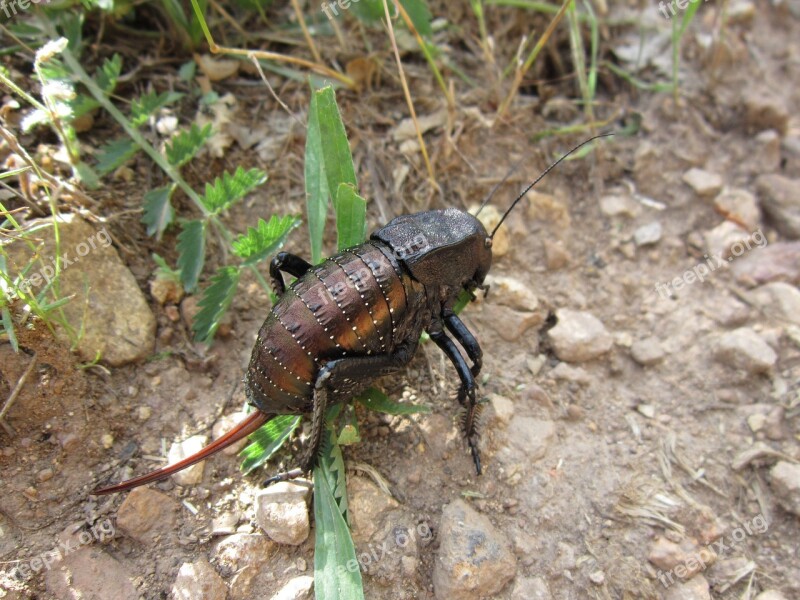 Bush Cricket Bradyporus Dasypus Bug Insect Black Core Chicken