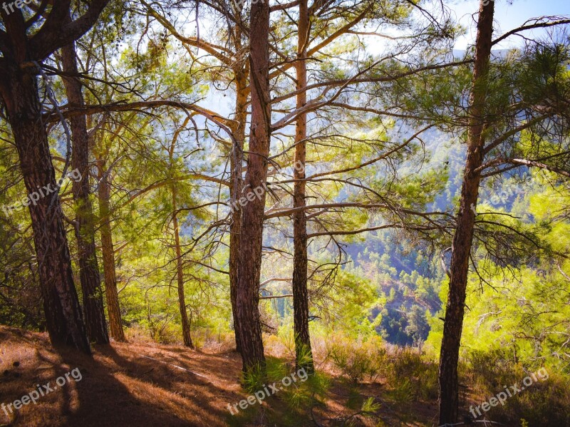 Forest Trees Branch Nature Summer