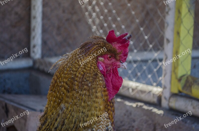 Gallo Ave Farm Nature Animals