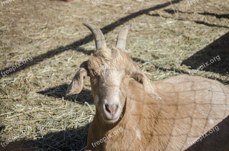 Goat Animal Horns Animals Animal Husbandry