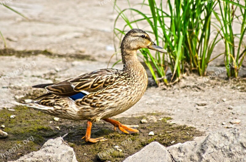 Mallard Duck Water Bird Animal Nature