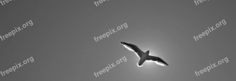 Seagull Animal Bird Wing Nature