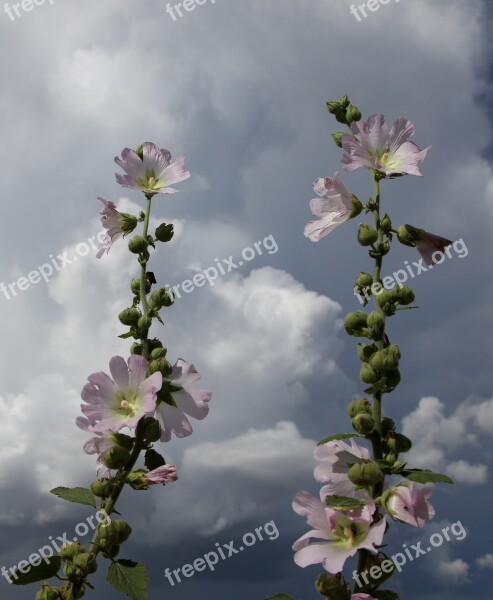 Mallow Flowers Sky Plant Nature