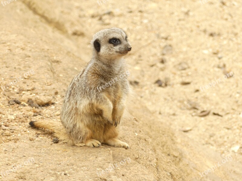 Meerkat Animal Fur Nature Free Photos