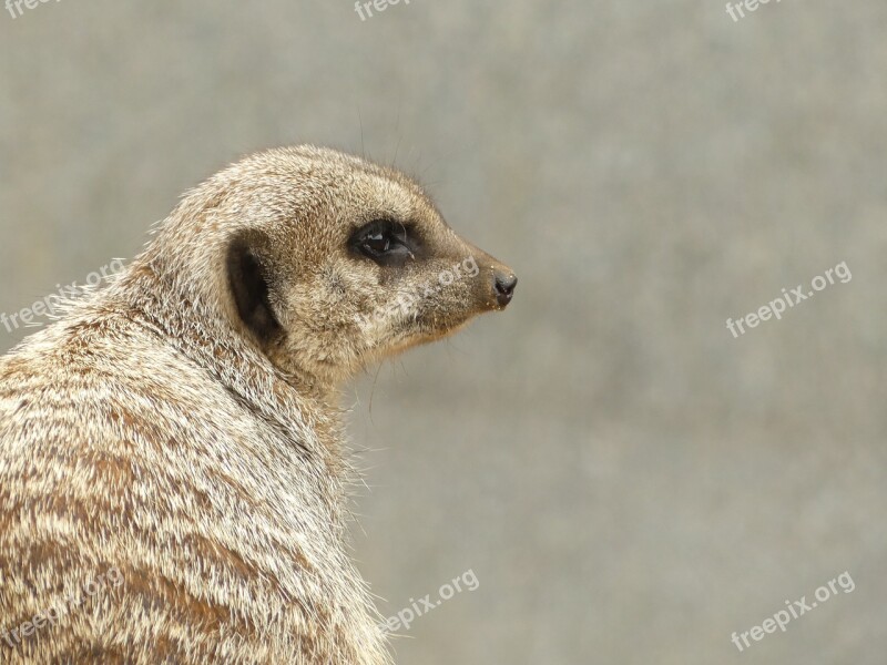 Meerkat Animal Fur Nature Free Photos