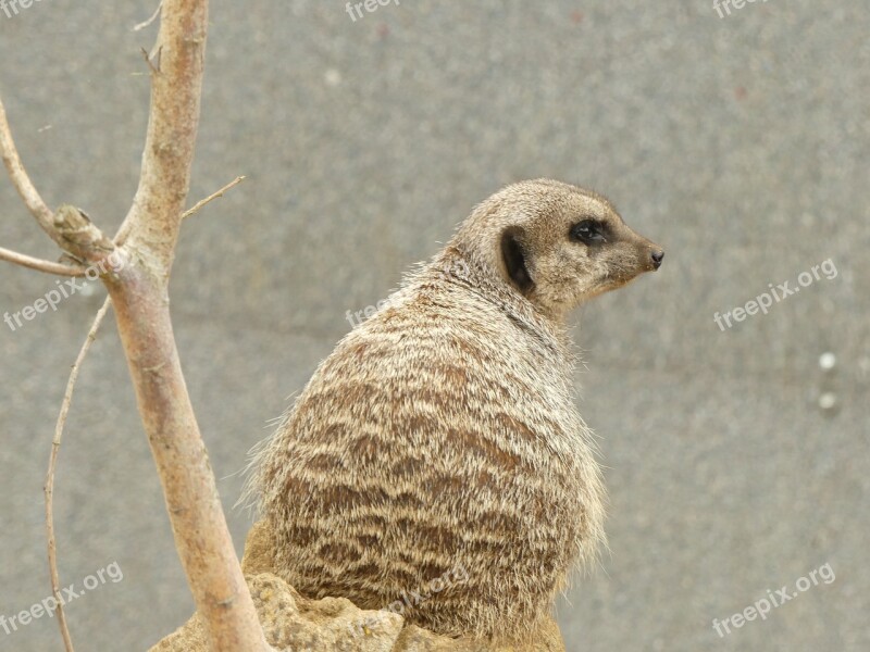 Meerkat Animal Fur Nature Free Photos