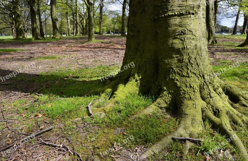 Tree Stump Nature Green Brown