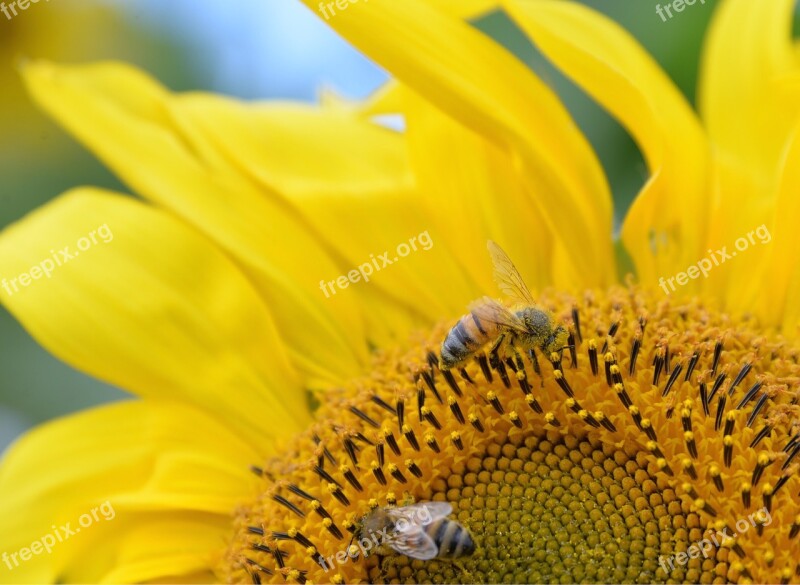 Sunflower Wasps Yellow Free Photos