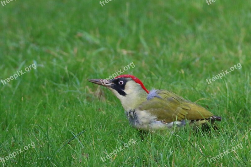 Essex Bird Green Woodpecker Outdoor Wildlife