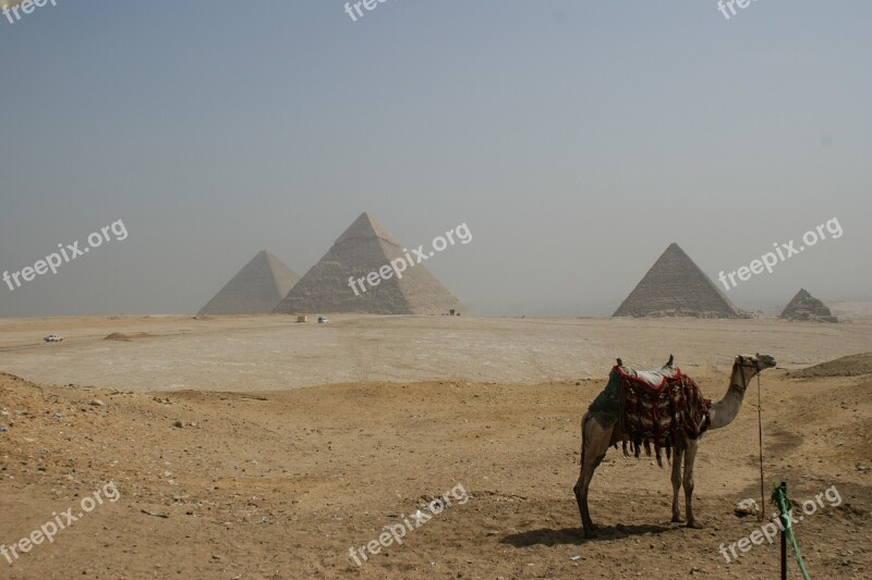 Egypt Giza Pyramids Sand Camel