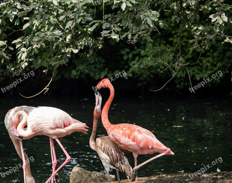 Flamingo Bird Young Animal Animal Animal World